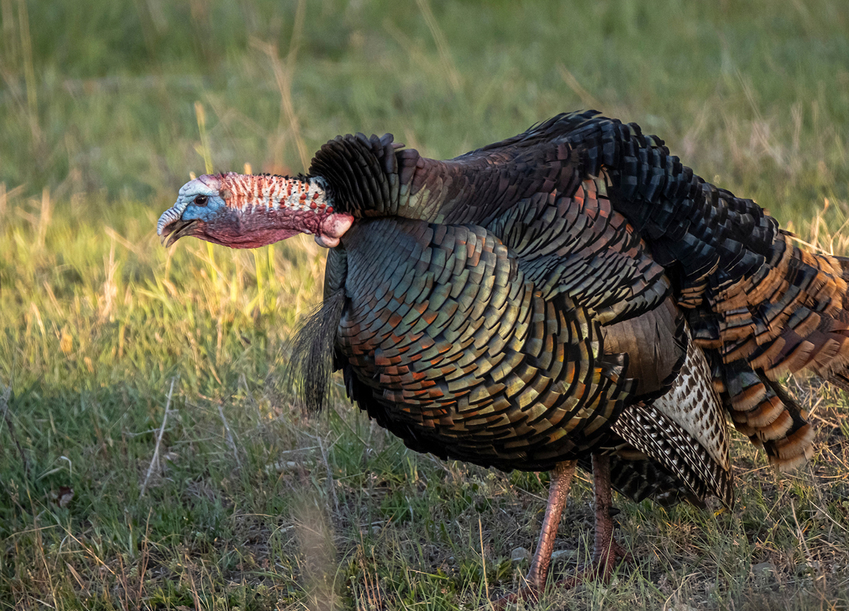 Knowing how to pinpoint a turkey based on sound alone is a very important turkey hunting skill. Image by John Hafner