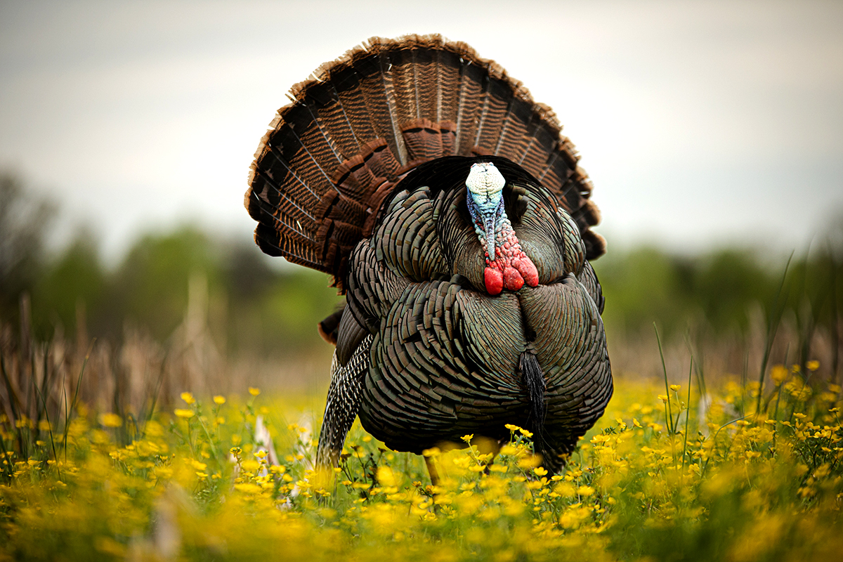 Trending toward increased hunting pressure in some of these states, with mixed reviews of poult production and estimated populations throughout.