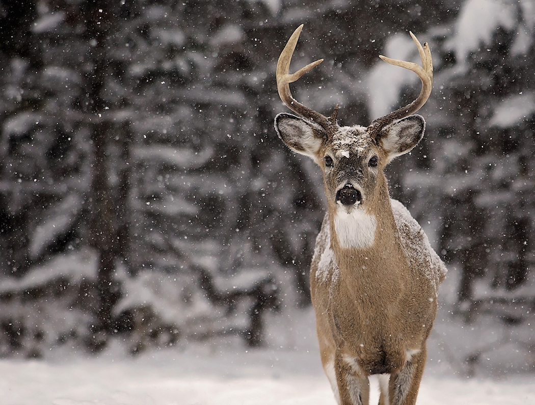 Some good deer hunting can be found here. Image by Critterbiz