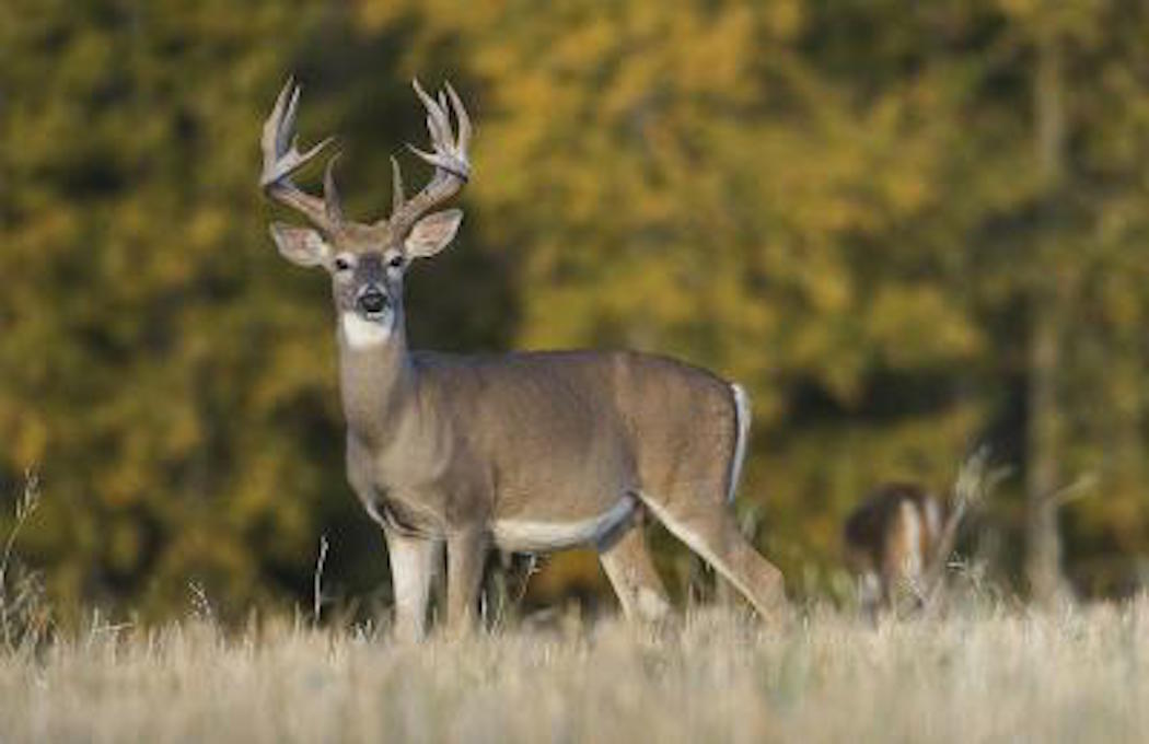 Deer Hunting in Idaho - Realtree Store