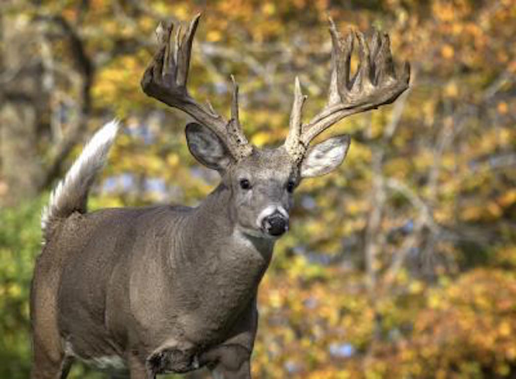 Deer Hunting in Maryland Realtree Store