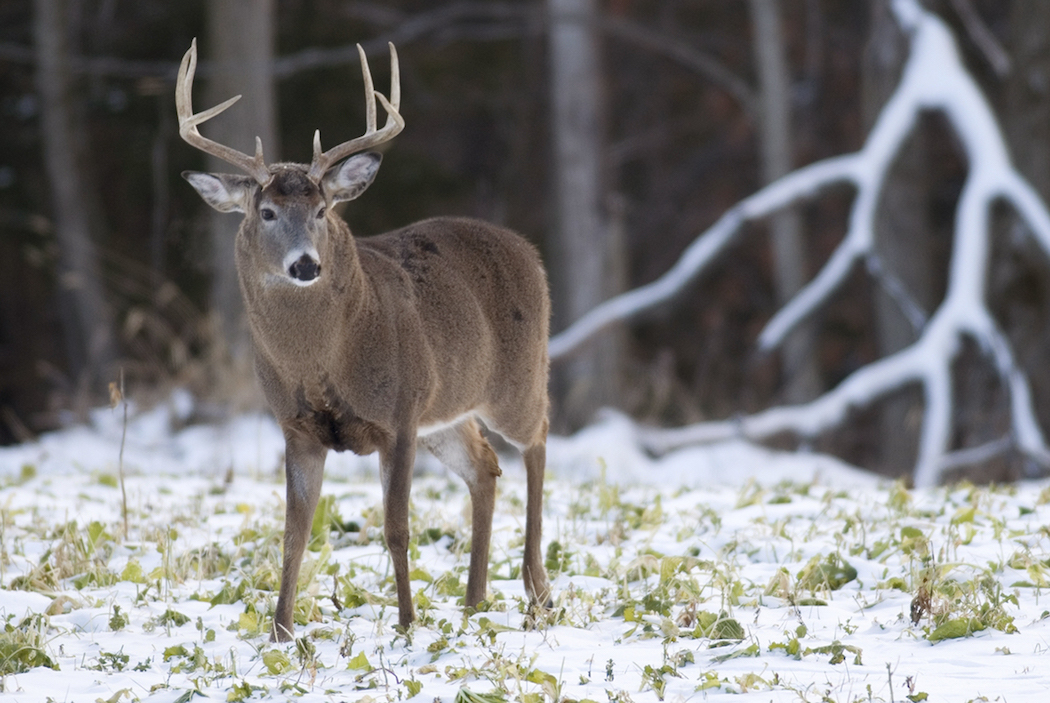 Deer Hunting in Rhode Island Realtree Store