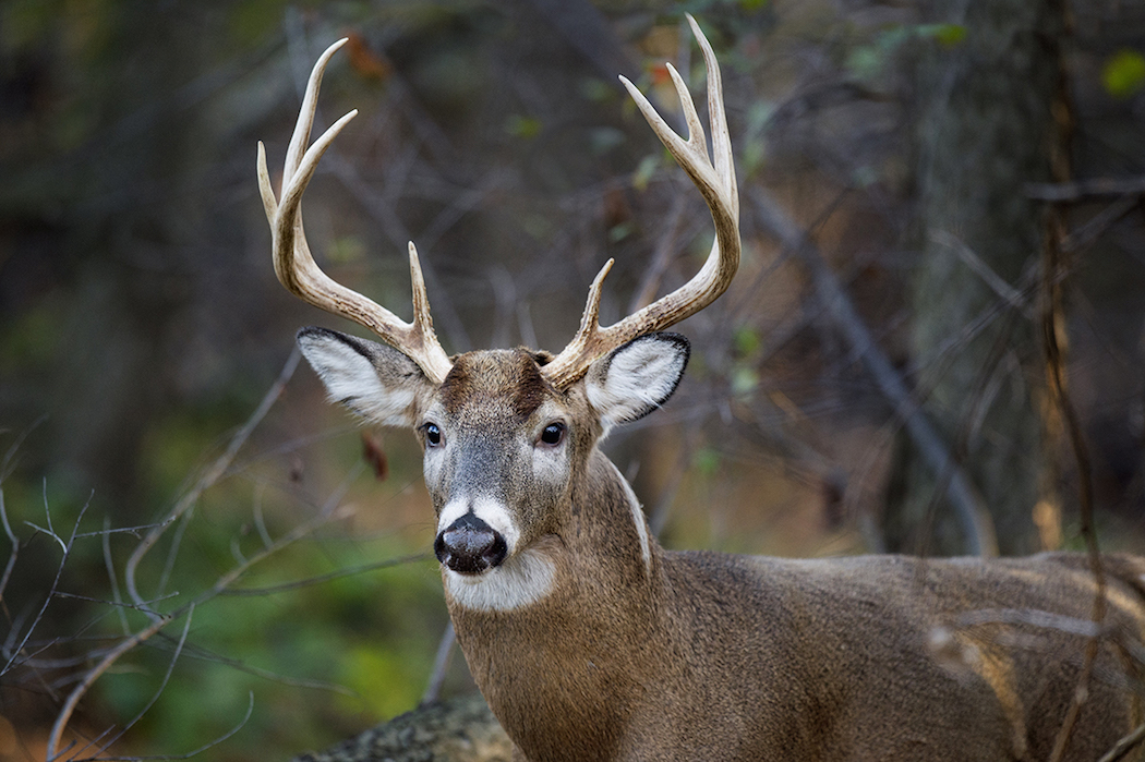 Deer Hunting in Vermont Realtree Store