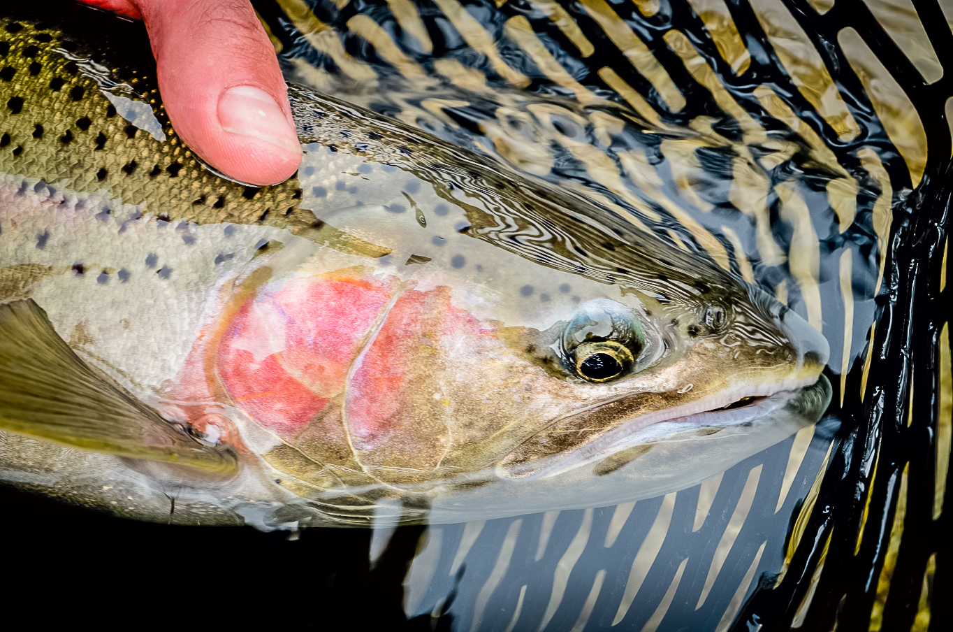 Brown Sugar Whiskey Glazed Steelhead